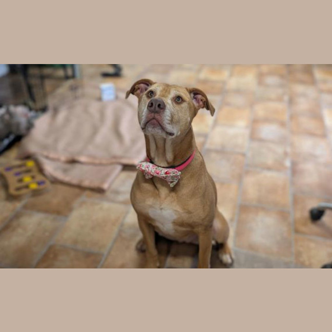 Photo of Nala