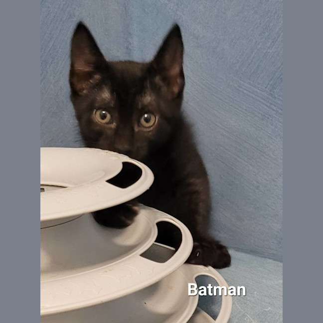 Photo of Batman