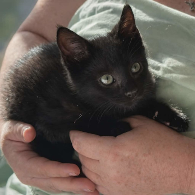 Photo of Cosmo, Stormy, Sable And Kalla