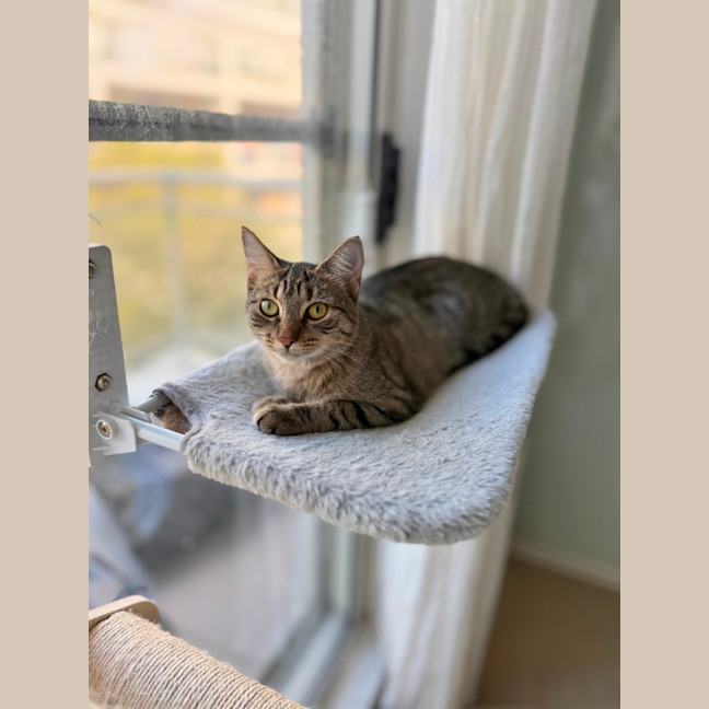 Photo of Saffron
