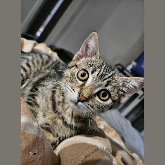 Photo of Kaida Meet Me@Petstock Mornington On Nepean Hwy