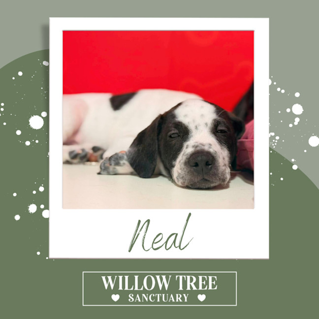 Photo of Neal