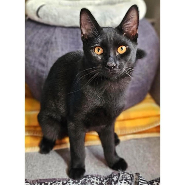 Photo of 11883   Maven