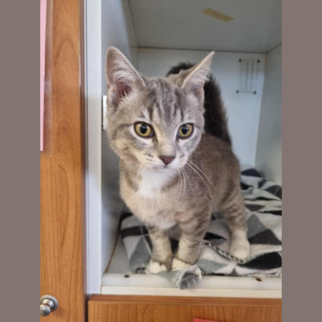 Photo of Gidget