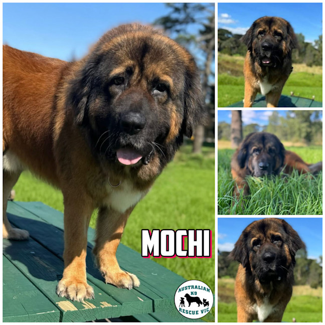 Photo of Mochi