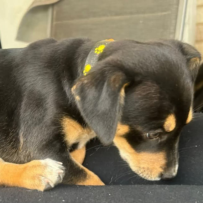 Photo of Dahlia