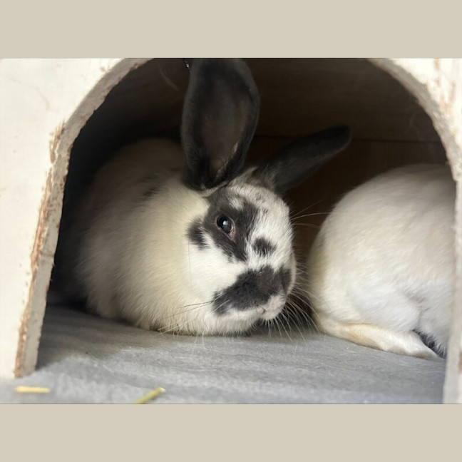 Photo of Gemini