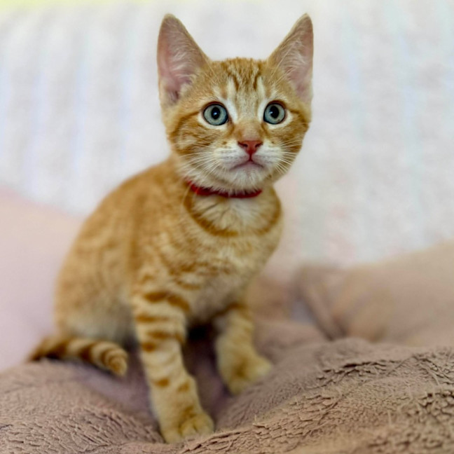 Photo of Ziggy   In Foster Care In Croydon