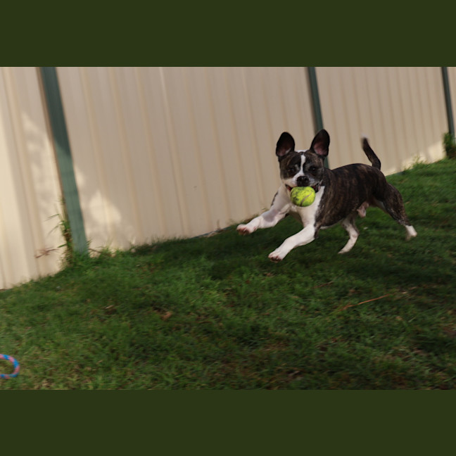 Photo of Bug