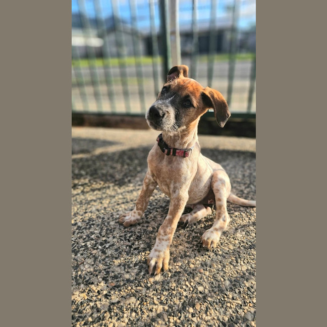 Photo of Tula