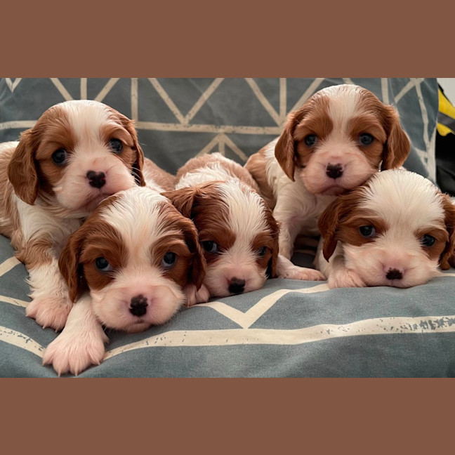 Photo of Quintuple Of Cavs!
