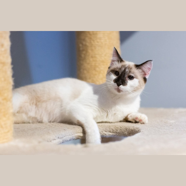 Photo of Willow 😻🌈