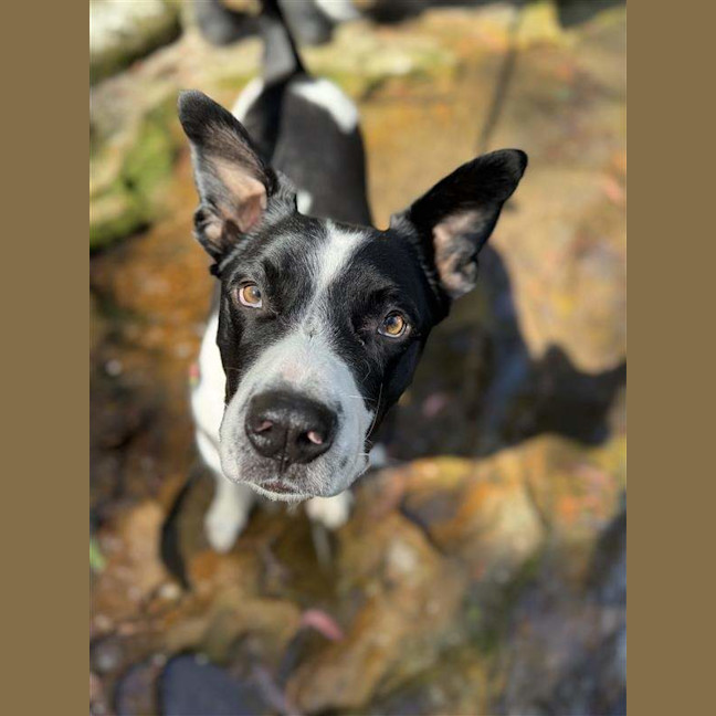 Photo of Dozer