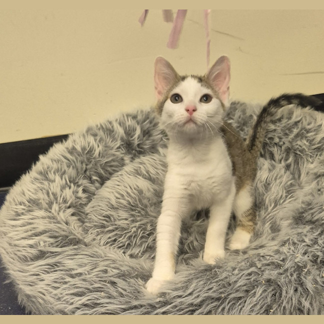 Photo of Zelda