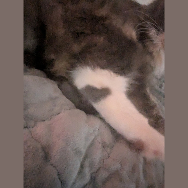 Photo of Muppet
