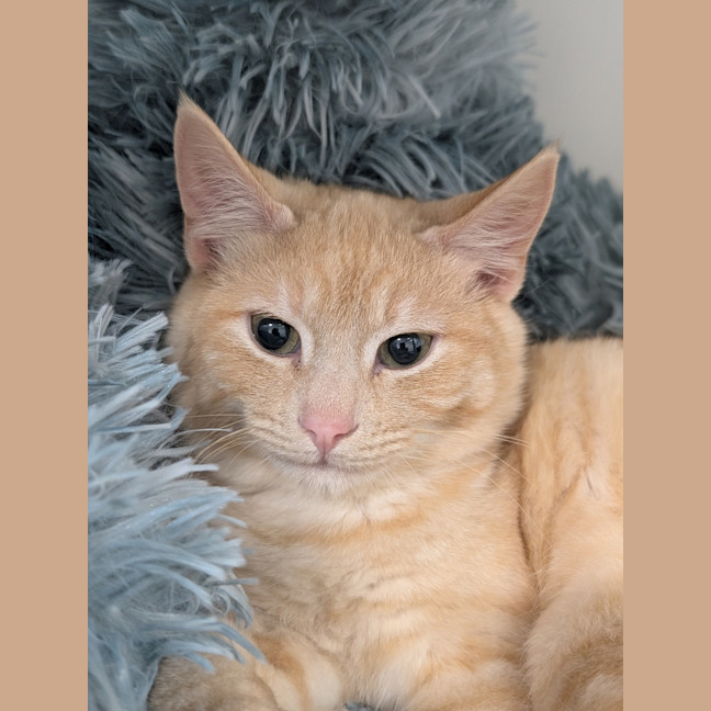 Photo of Cannoli
