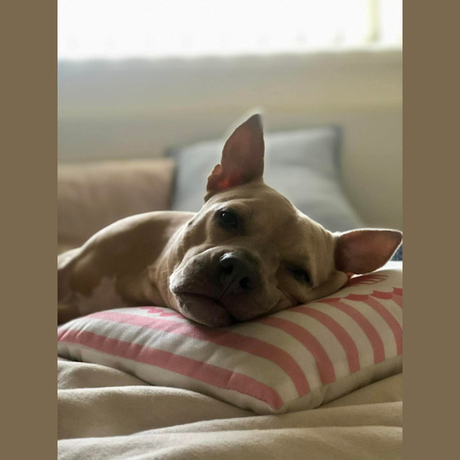 Photo of Daisy