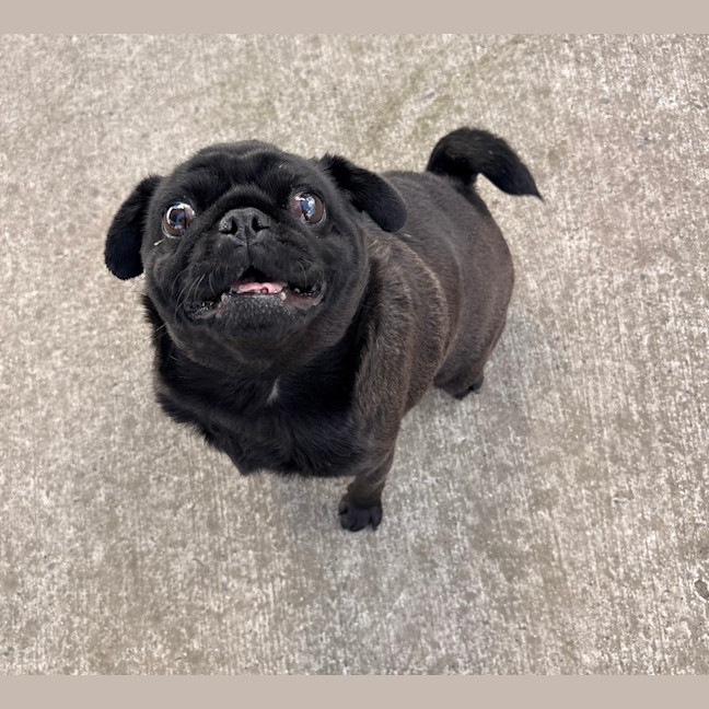 Photo of Luna