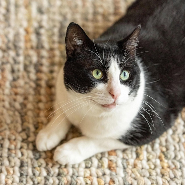 Photo of Sylvester   In Foster Care In Collingwood
