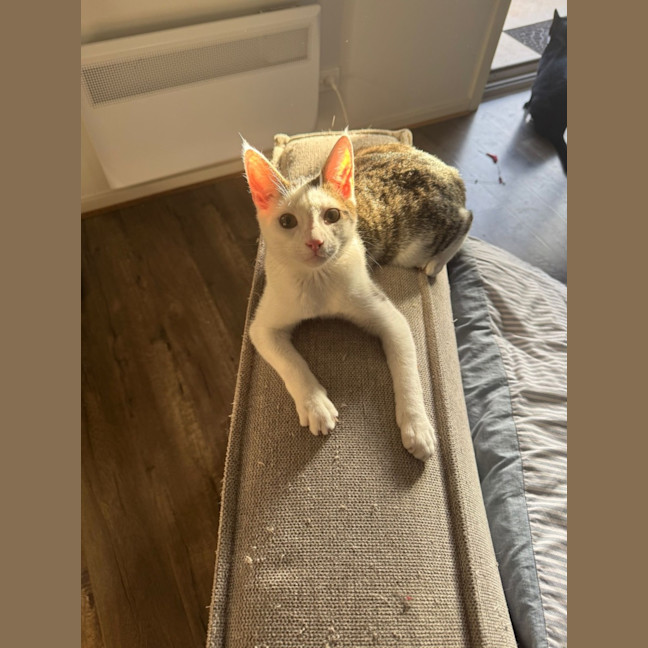 Photo of Dazzle