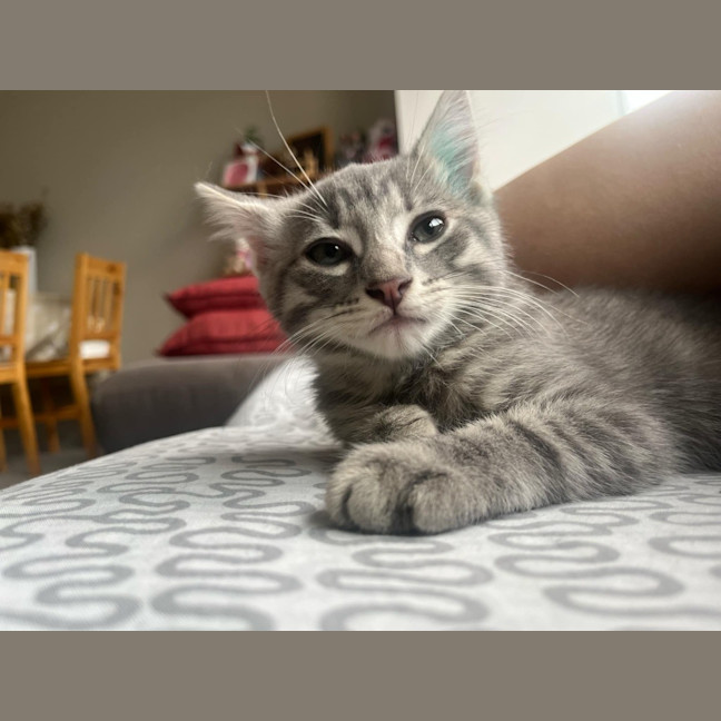 Photo of Mango / Slay