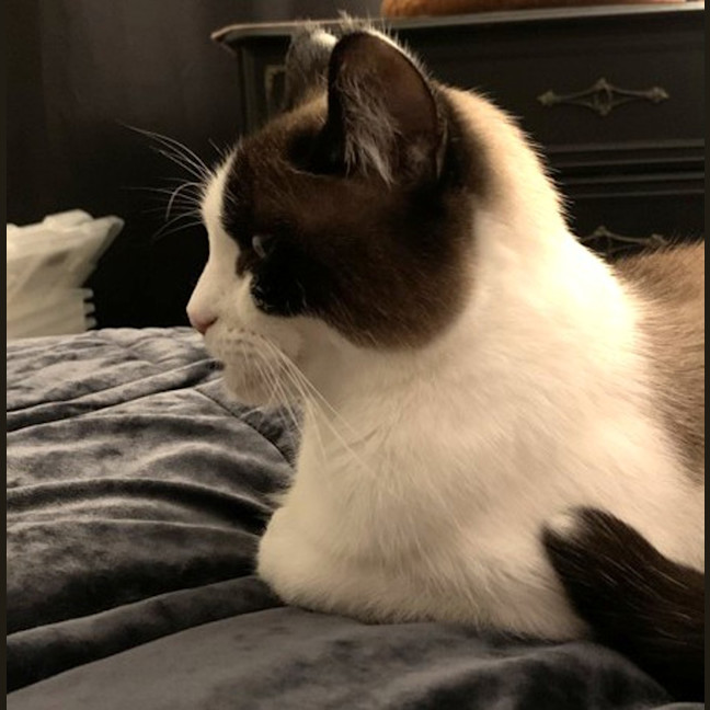 Photo of Pixie