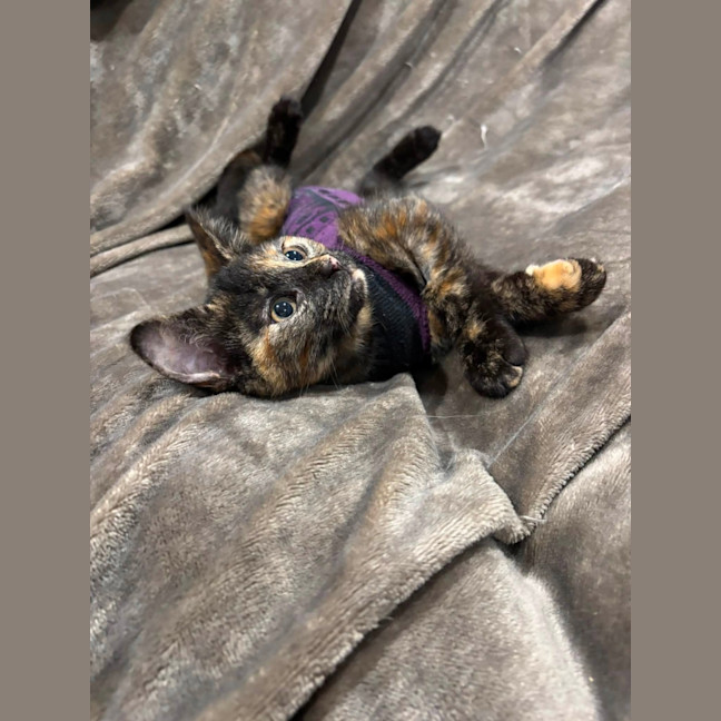 Photo of Marble