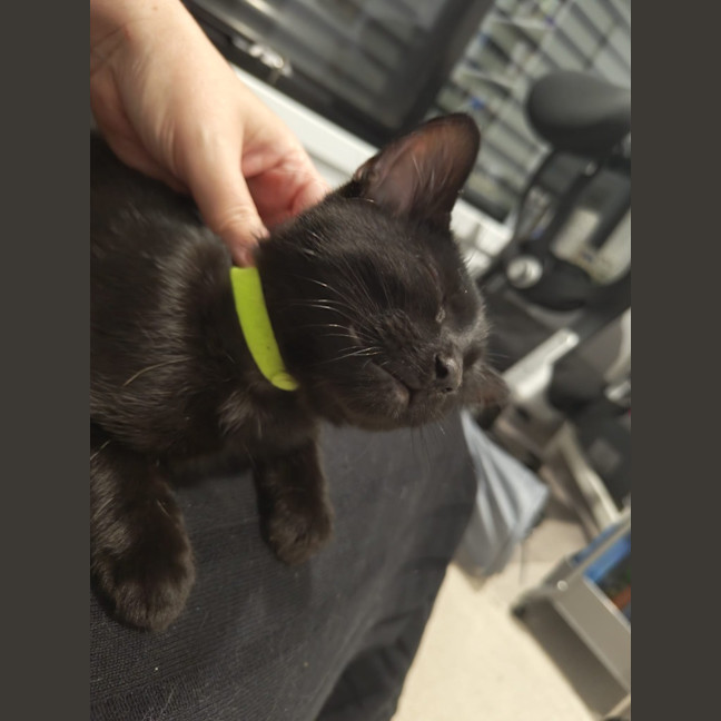 Photo of Nyx