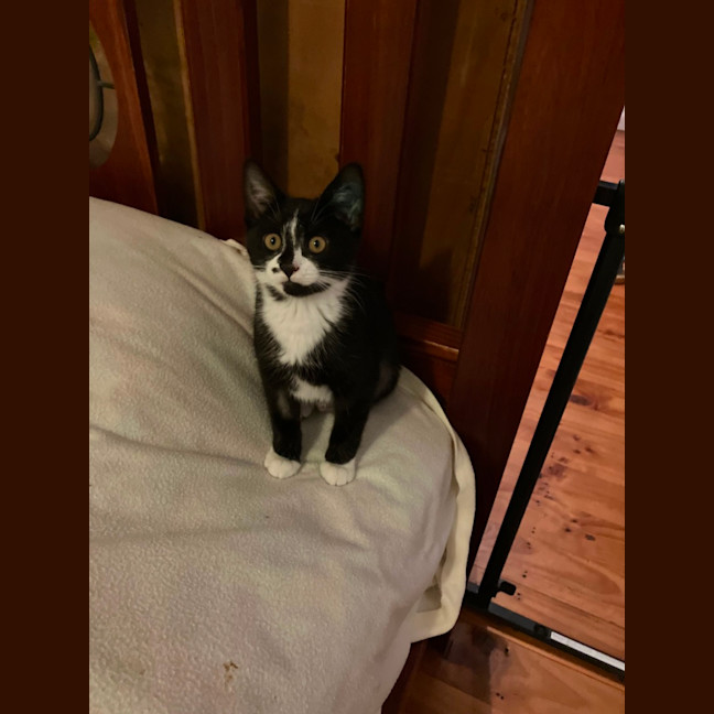 Photo of Luna