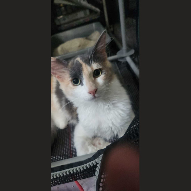 Photo of Lyra