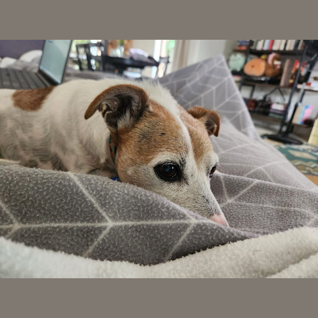 Photo of Billy   10 Year Old Jack Russell X