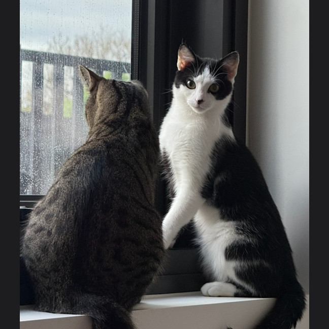 Photo of Panda Scott