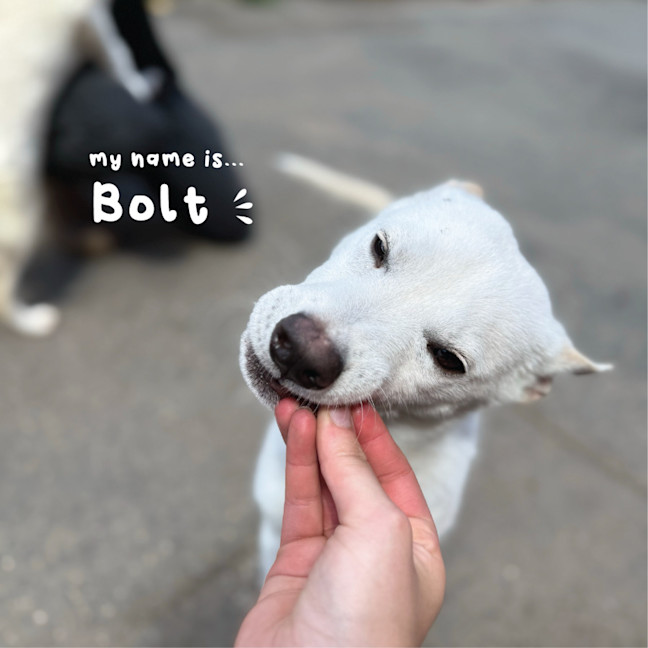 Photo of Bolt