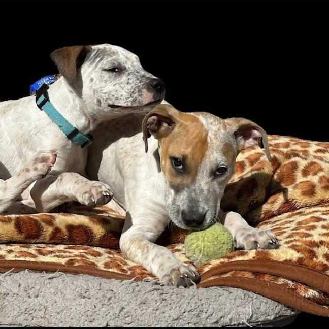Photo of Rob   11 Week Old Cattle Dog X Staffy(trial 6/10)