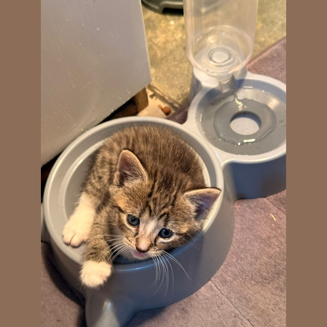 Photo of Dot