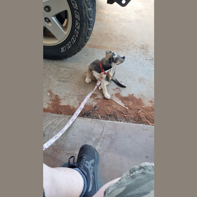 Photo of Balto (Spyro)