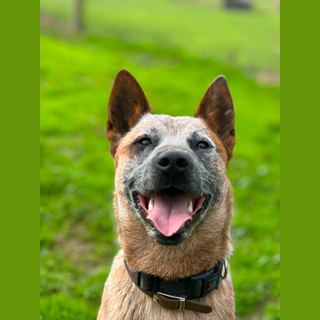Photo of Rusty