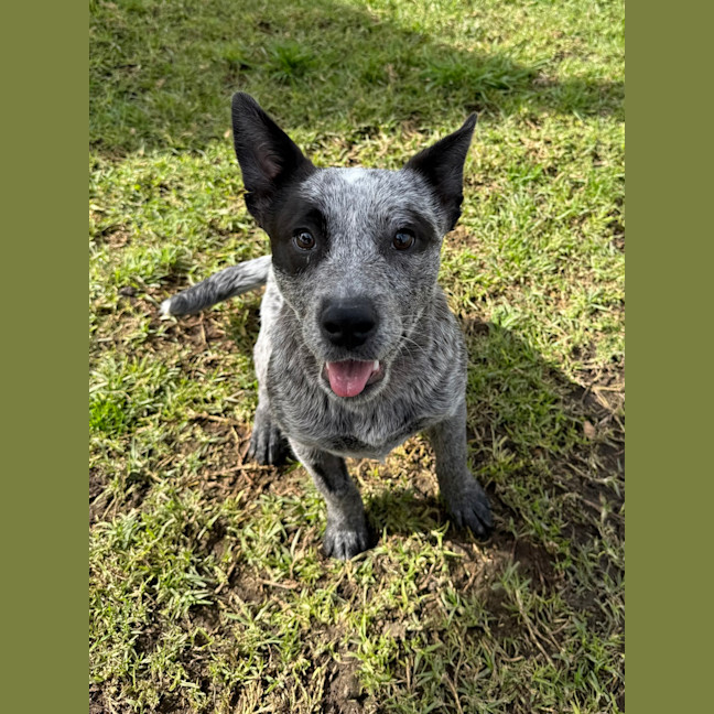 Photo of Luna