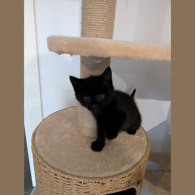 Photo of Betty Meet Me@Petstock Mornington Nepean Hwy 