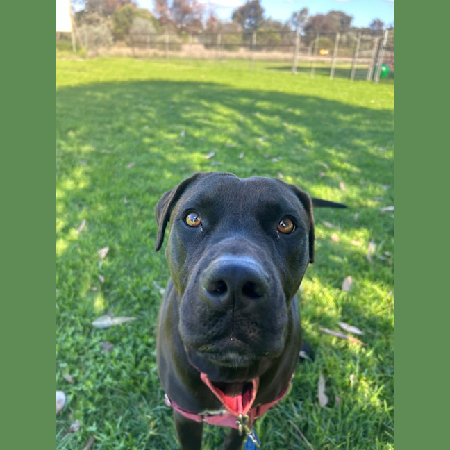 Photo of Onyx