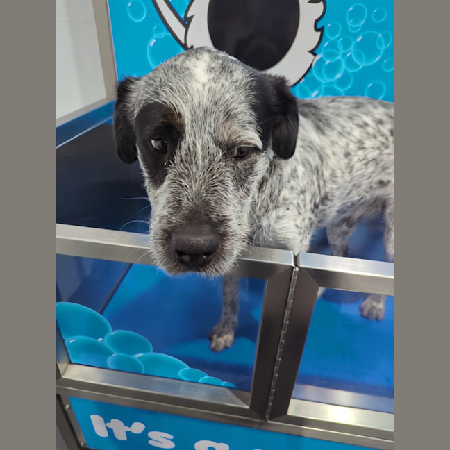 Photo of Gibble   2 Year Old Cattle Dog X Wolfhound (Trial)