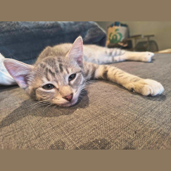 Photo of Bruno / Fruit Loop