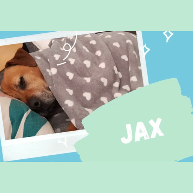 Photo of Jax