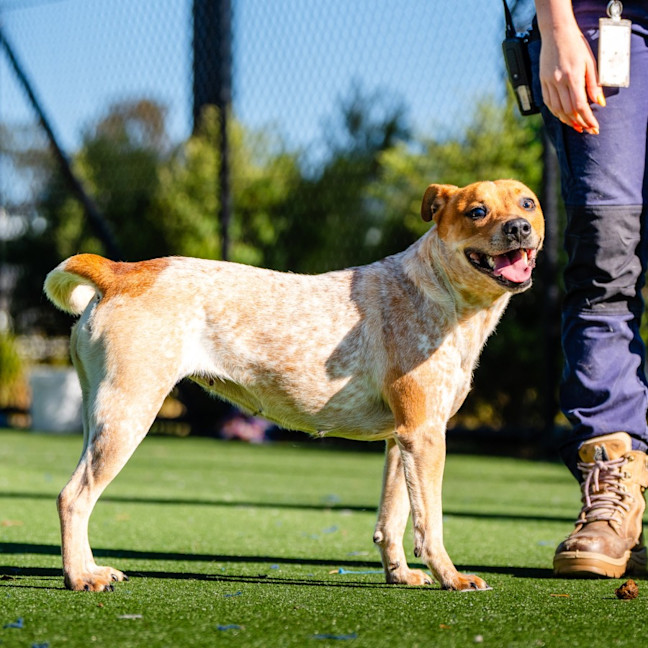 Photo of Zo Zo Imp 1512