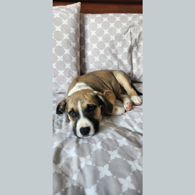 Photo of Iris   12 Week Old Kelpie X