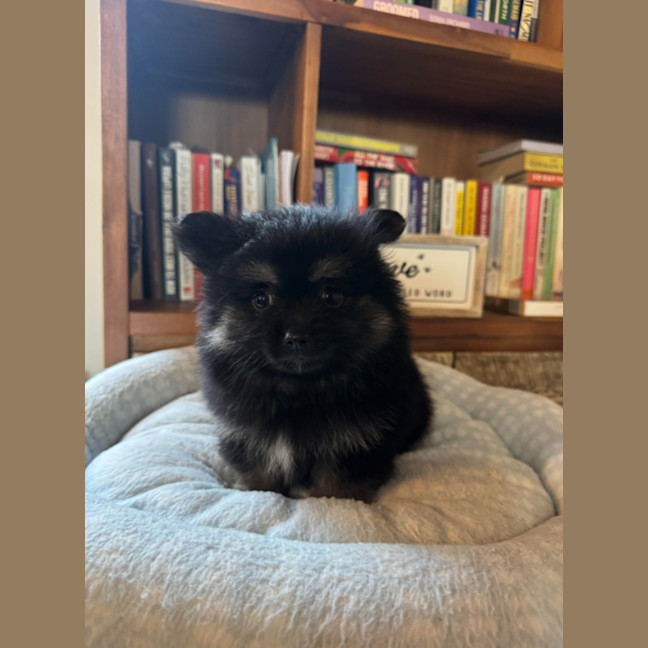 Photo of Henry