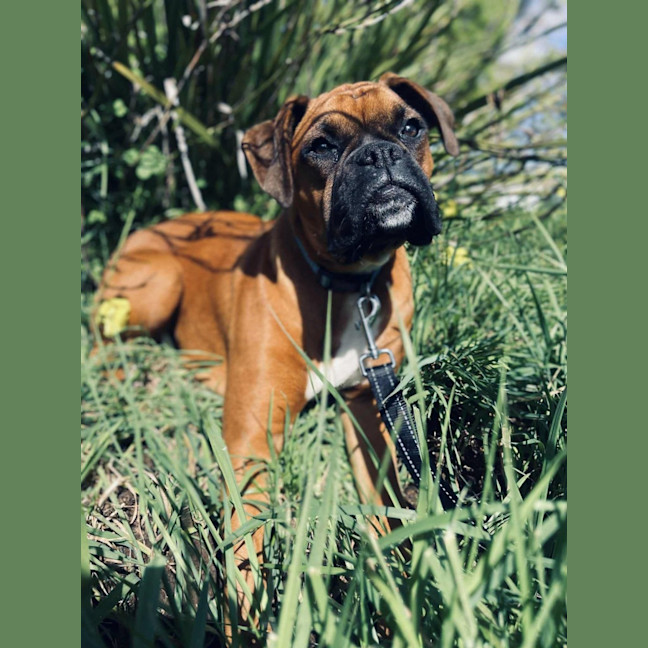 Photo of Bindi