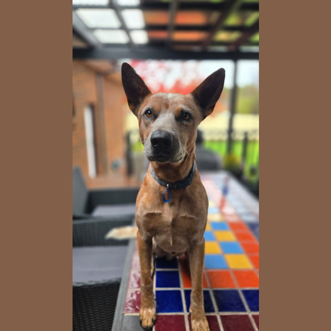 Photo of Chip
