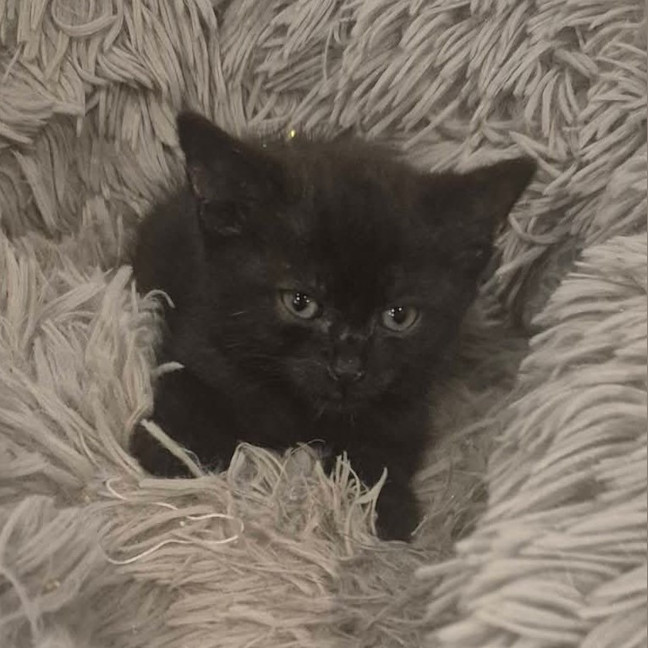 Photo of Toro