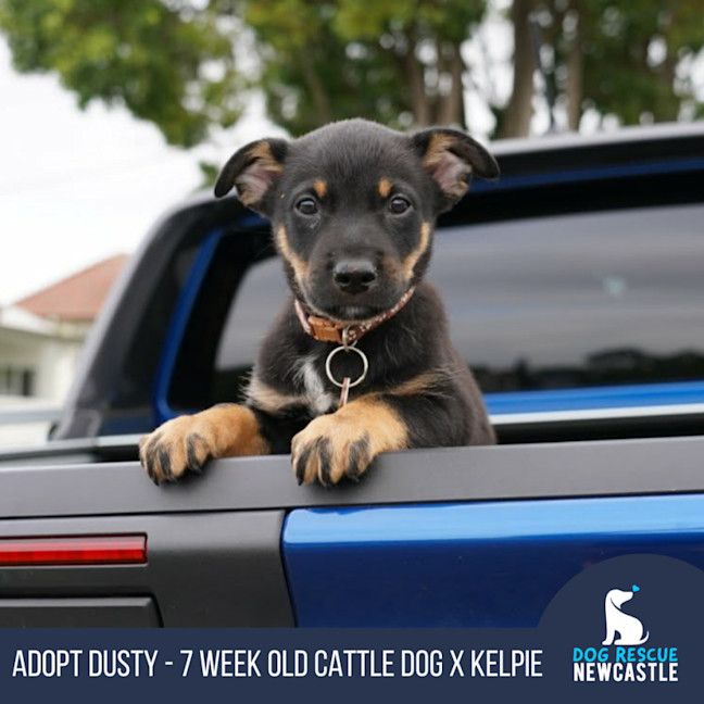 Photo of Dusty   7 Week Old Cattle Dog X Kelpie